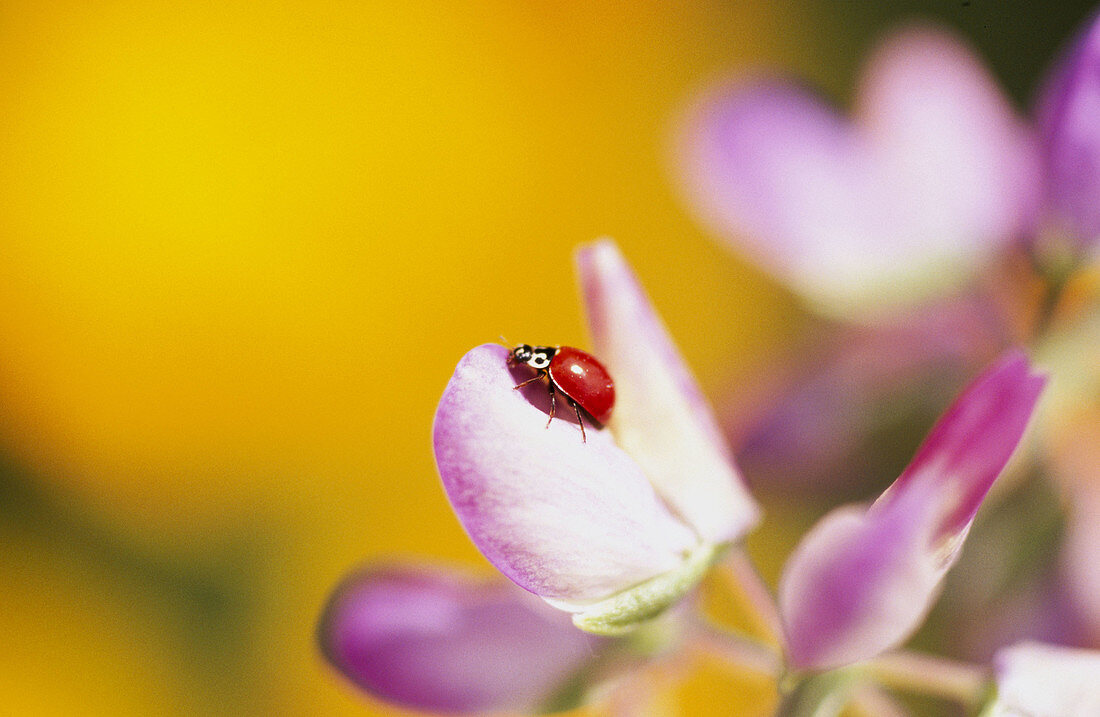 Ladybug on flower. Mount Hood. Oregon. USA.