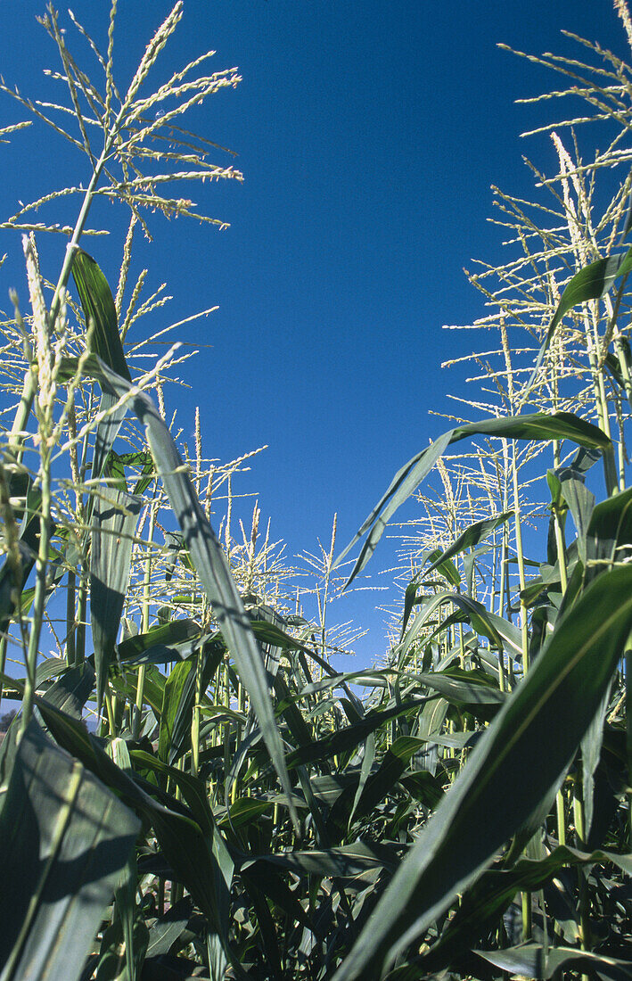 Corn field. Willamette Valley. Oregon. USA.
