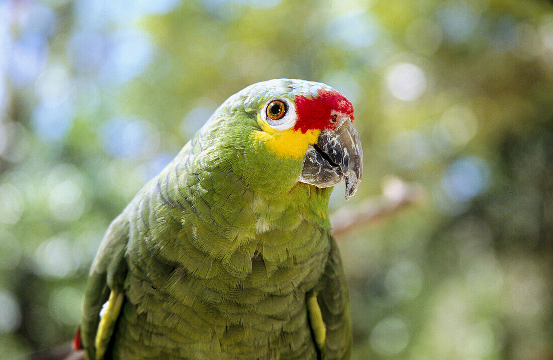 Red naped Amazon parrot. Honduras.