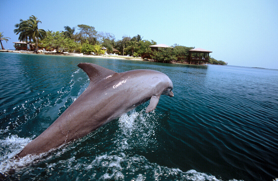 Bottlenose Dolphin. Caribbean Sea.