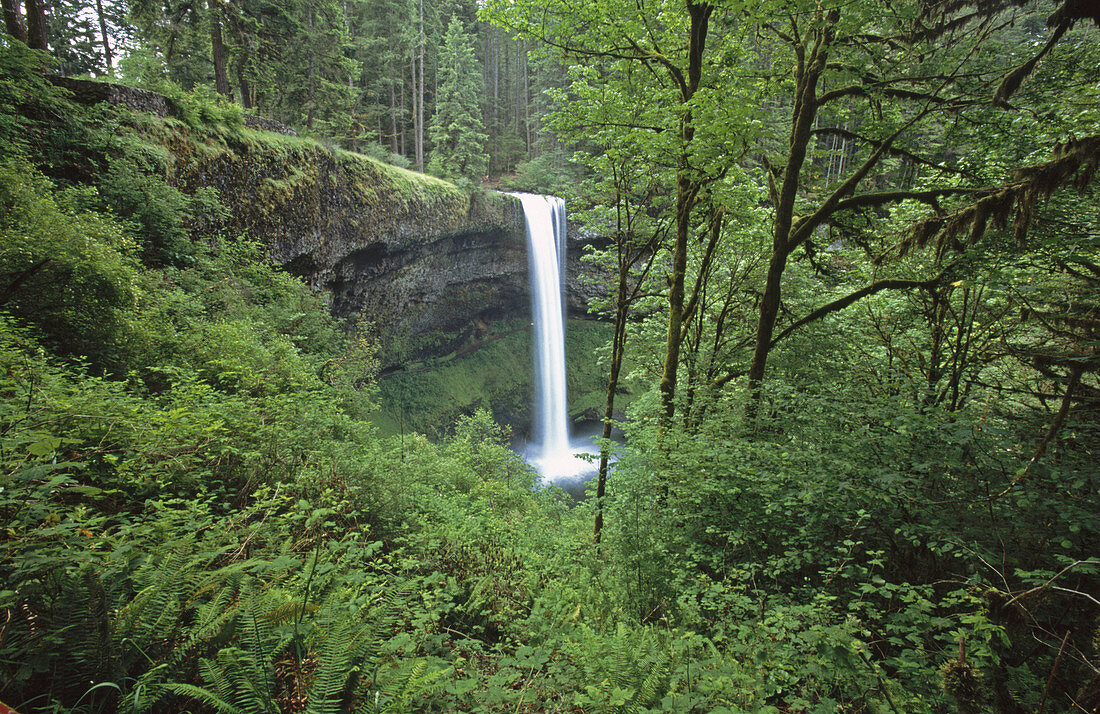 Waterfall. Silver Falls State Park. Oregon. USA