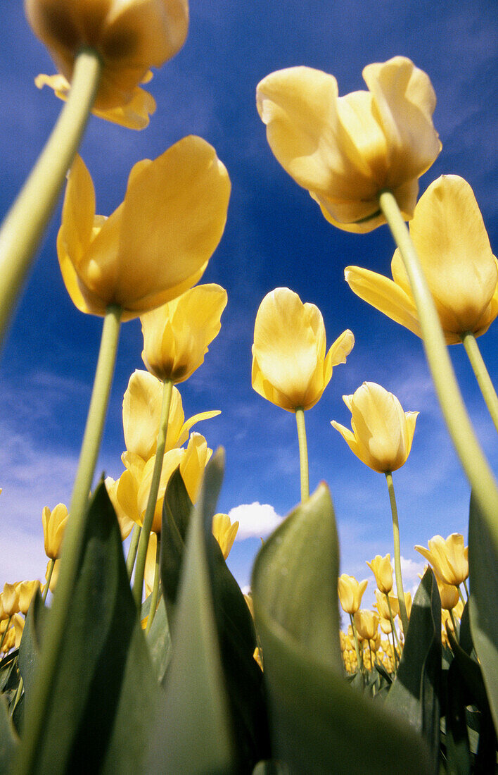 Close up tulip field. Oregon. USA