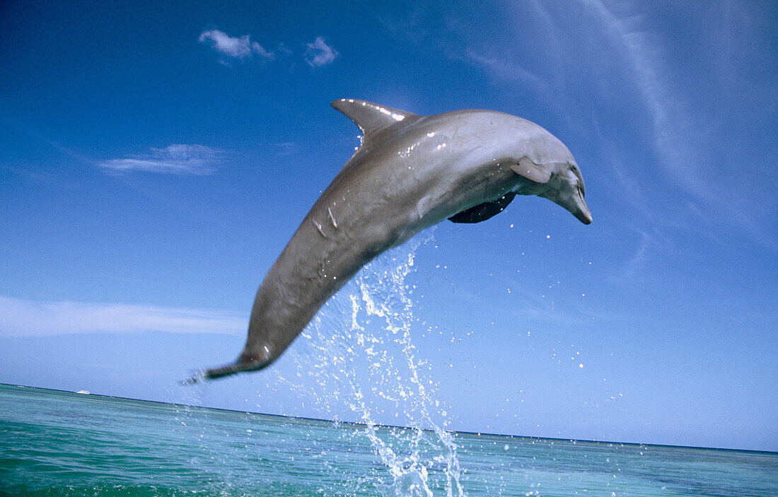 Bottlenose Dolphin. Caribbean Sea