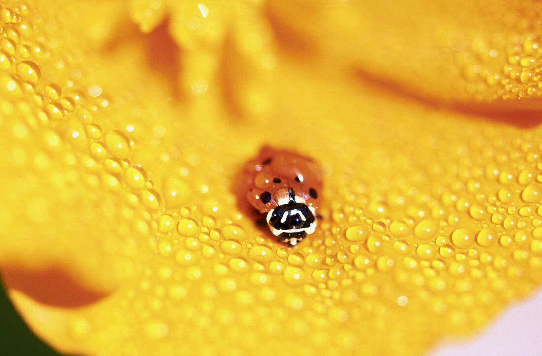 Ladybug on poppy. Oregon, USA