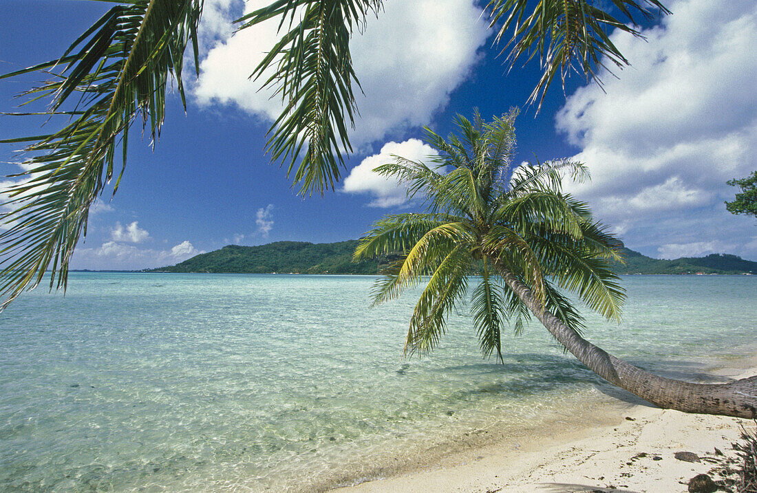 Palm tree over water, Bora Bora, South Pacific