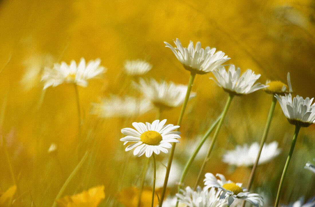 Close-up flowers. Washington, USA