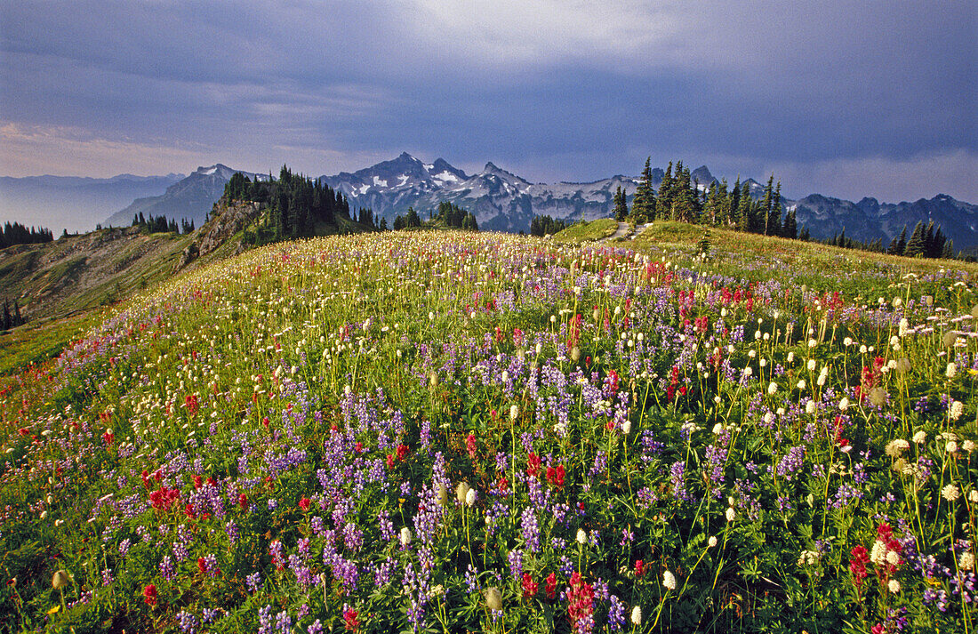 Paradise Park: flowers and Tatoosh mountains. Washington, USA