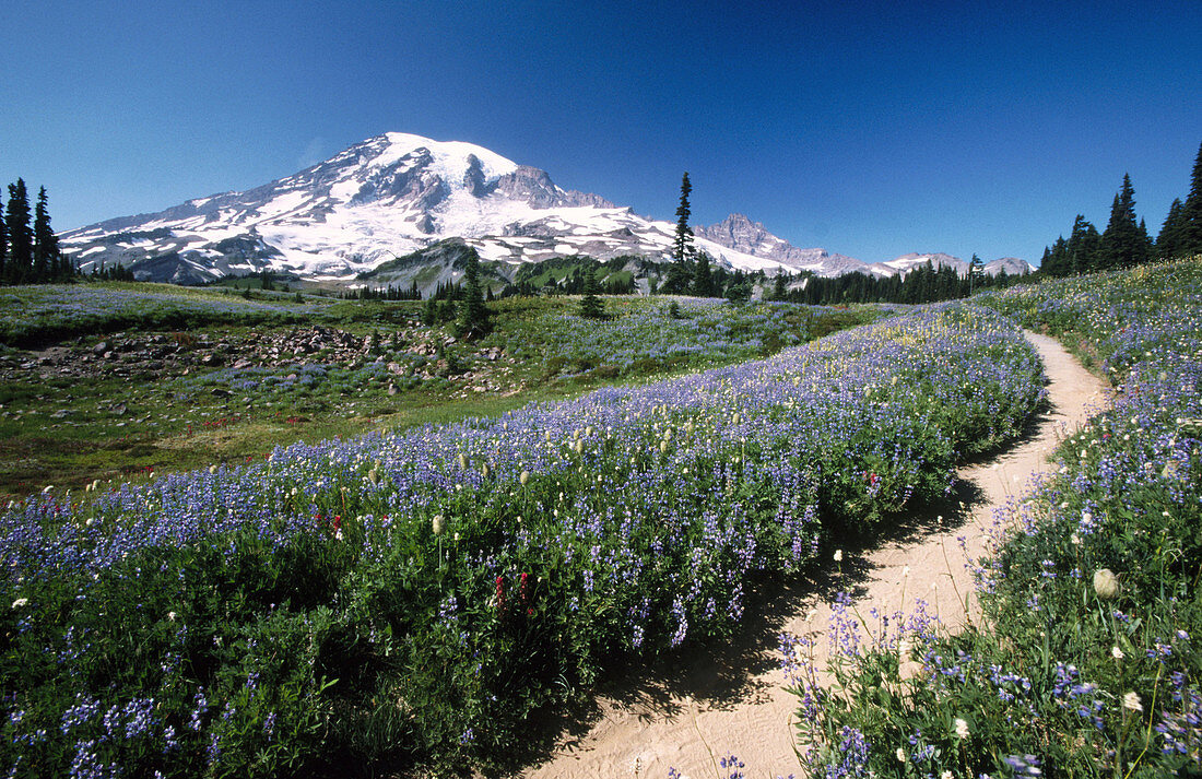 Paradise Park, Mount Rainier National Park. Washington, USA