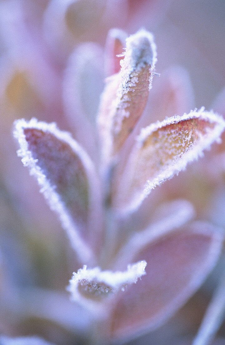 Frost on blueberry bush. Oregon Cascades, USA