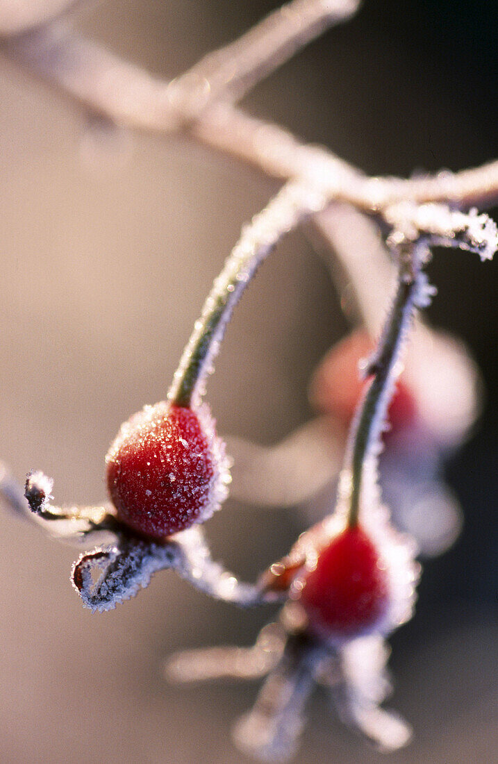 Frost on bushes. Oregon, USA