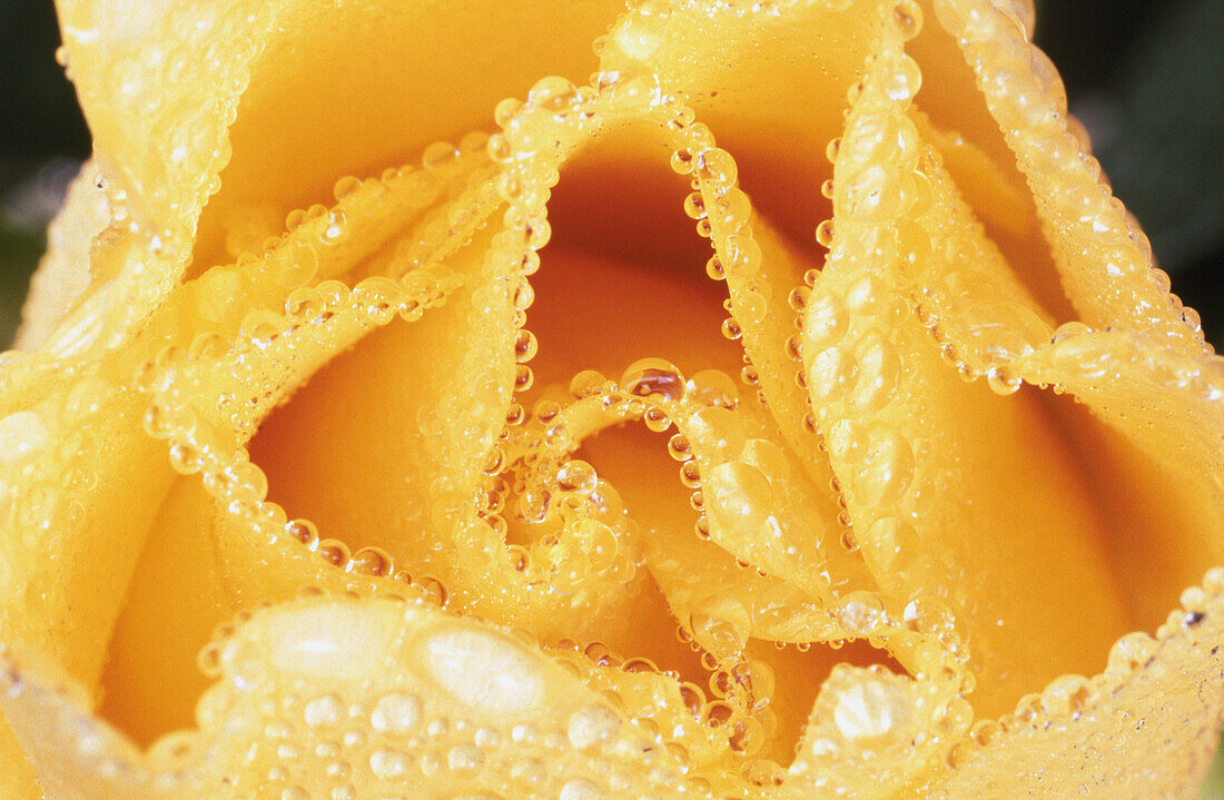 Close-up rose. Oregon, USA