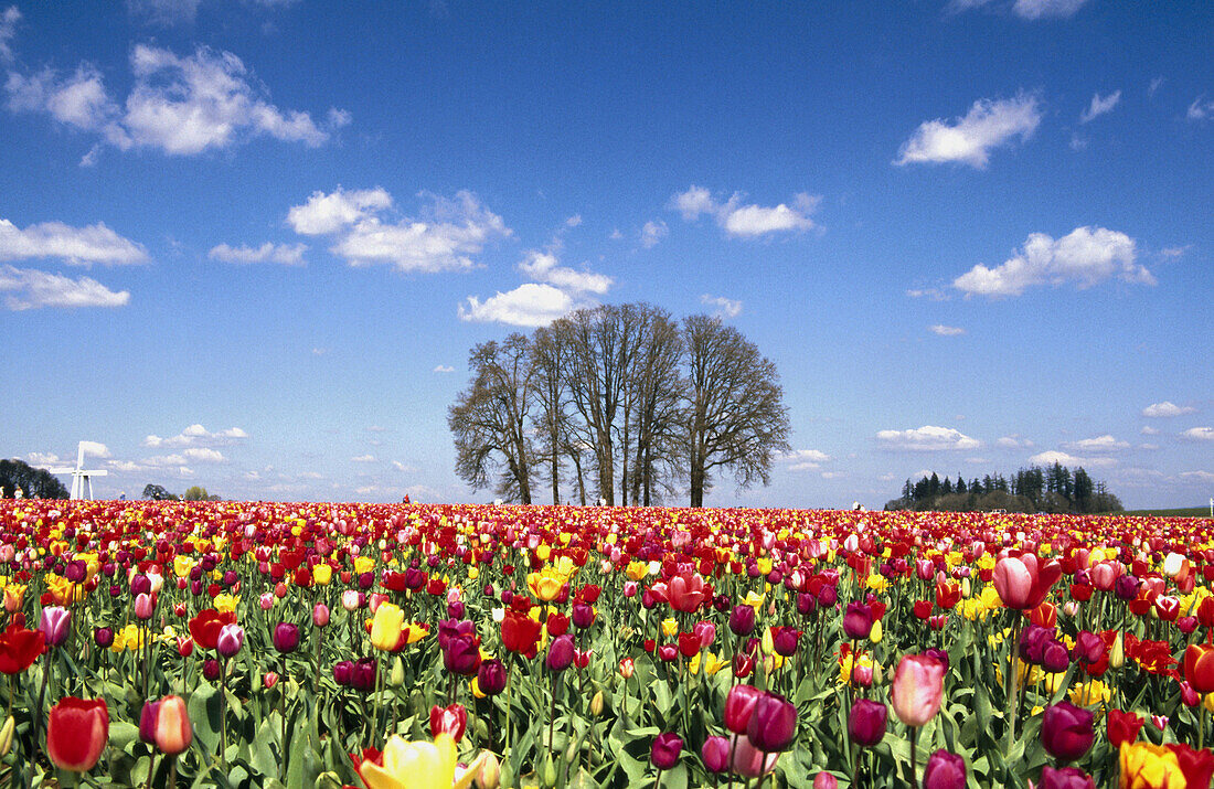 Tulip field. Oregon, USA