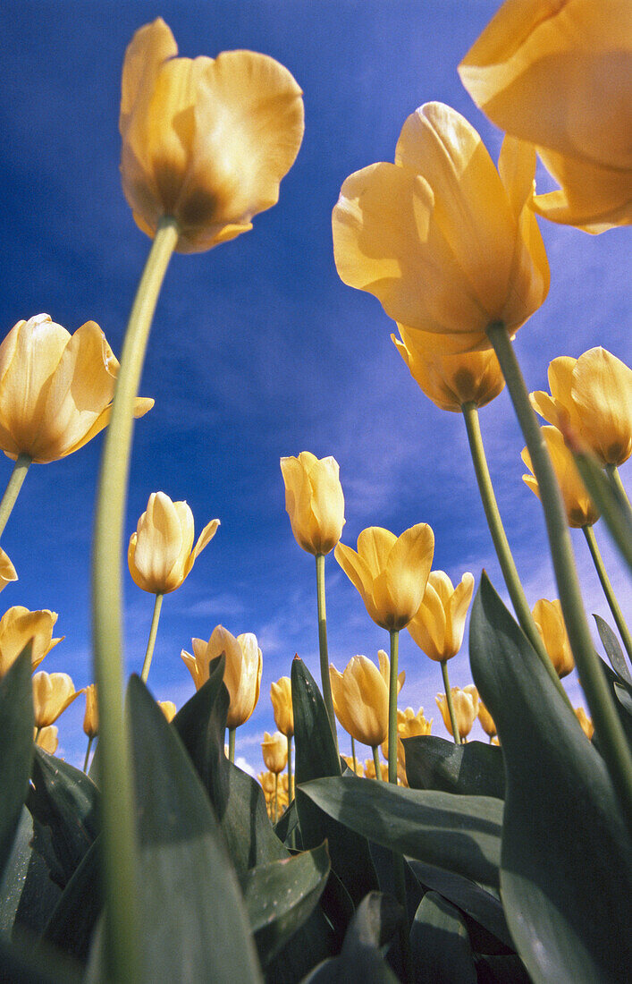 Close-up tulip field. Oregon, USA