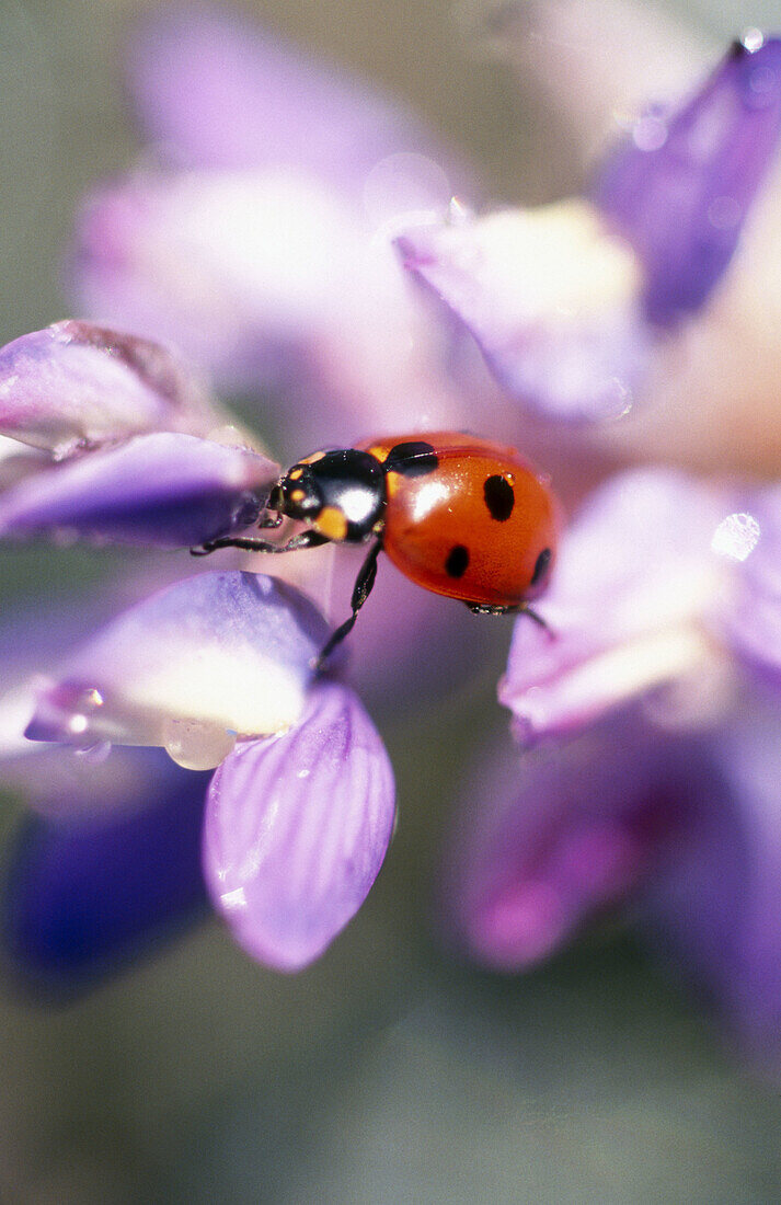 Ladybug on flower. Oregon, USA