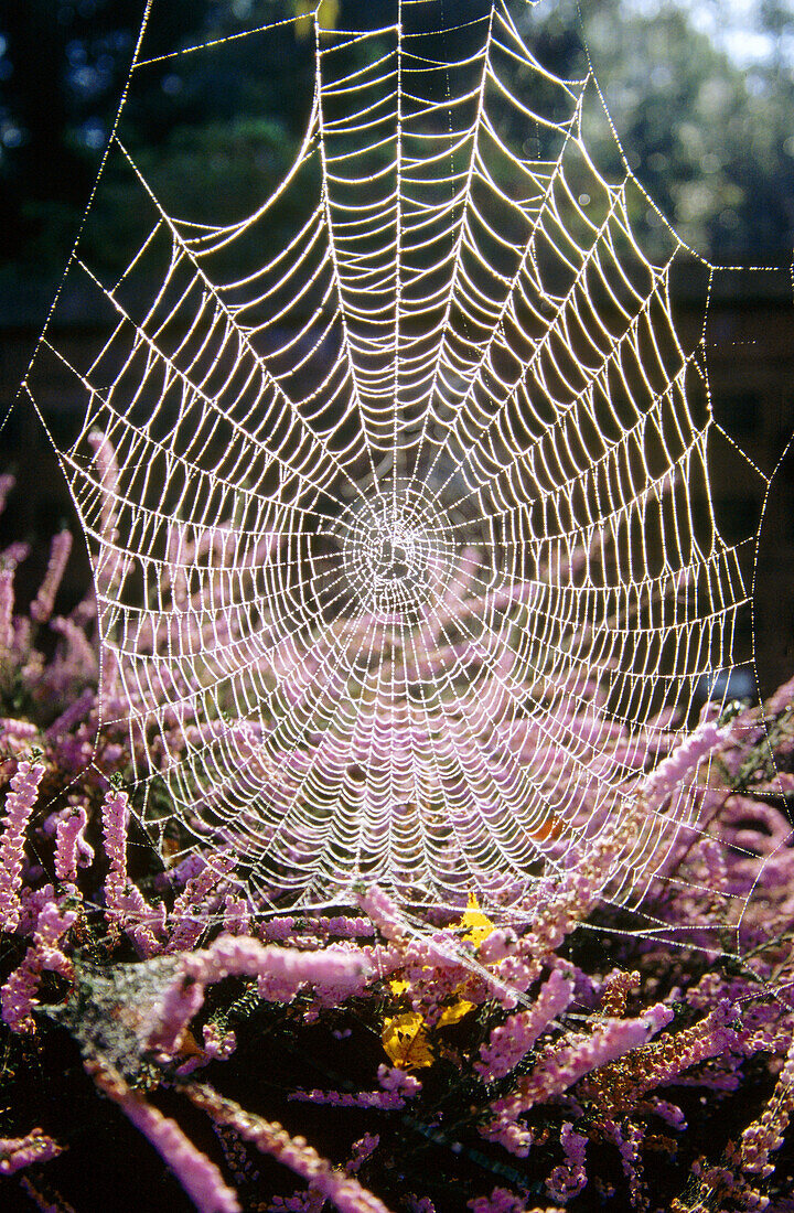 Spider web. Oregon, USA