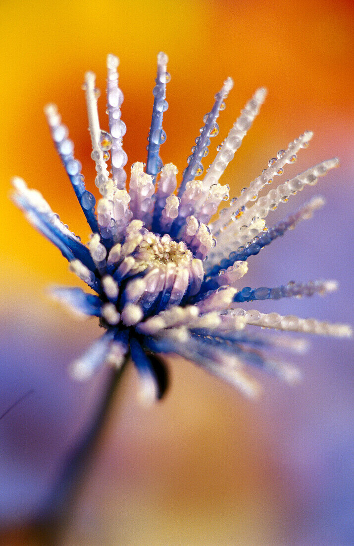 Close-up of flowers. Oregon, USA