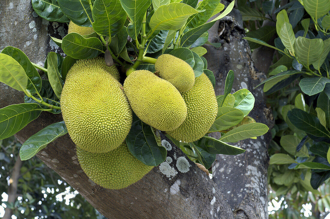 Jackfruit (Artocarpus heterophyllus, fam. Moraceae), the largest tree bone fruit in the world. yogyakarta. indonesia. asia.