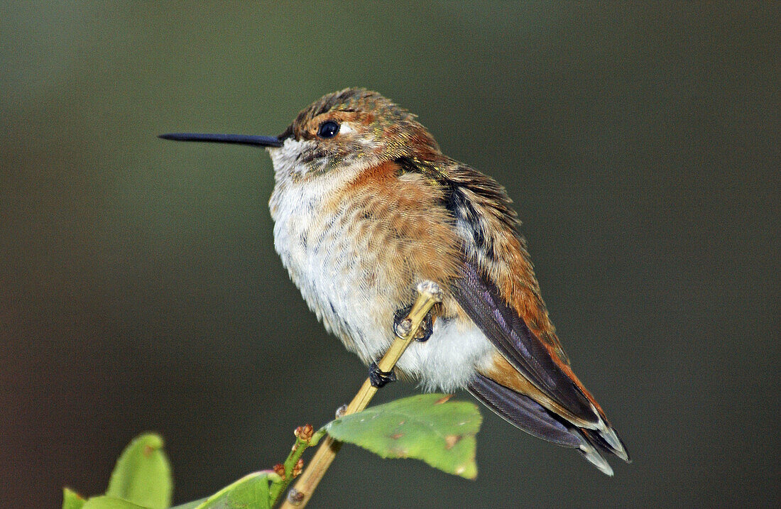 Rufous Hummingbird (Selasphorus rufus) on perch