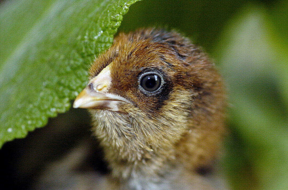 Araucana chicken