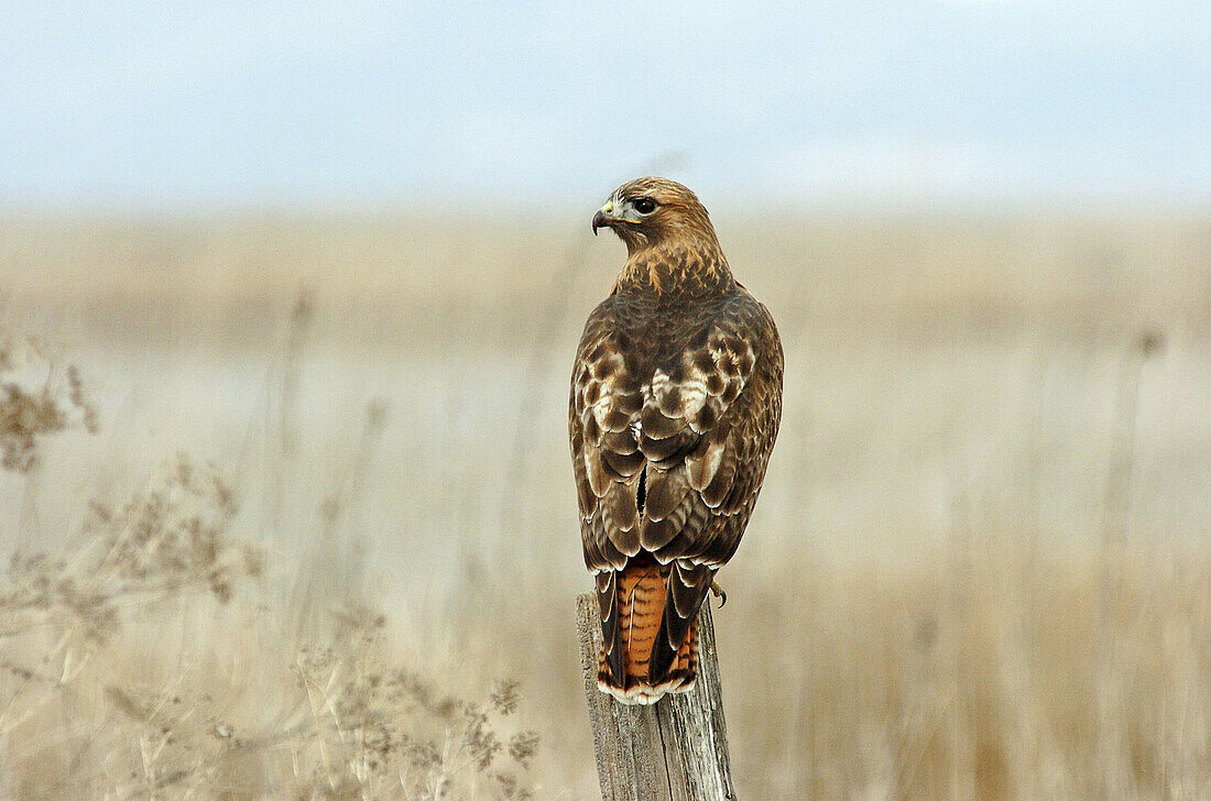 Red-tailed Hawk (Buteo jamaicensis)