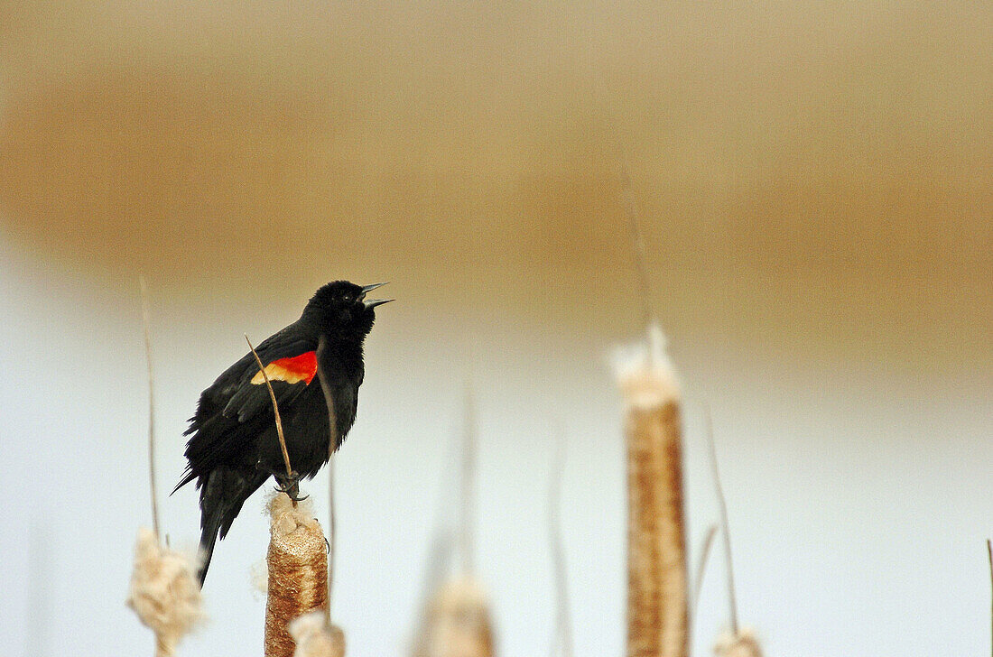 Red winged blackbird (Agelaius phoeniceus). Lower Klamath National Wildlife Refuge. Oregon. USA