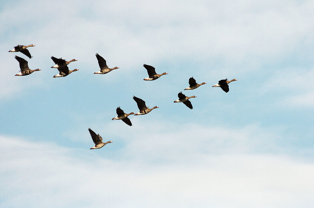 Greater white fronted goose (Anser albifrons), migration. Klamath Falls, Lower Klamath National Wildlife Refuge. Oregon. USA