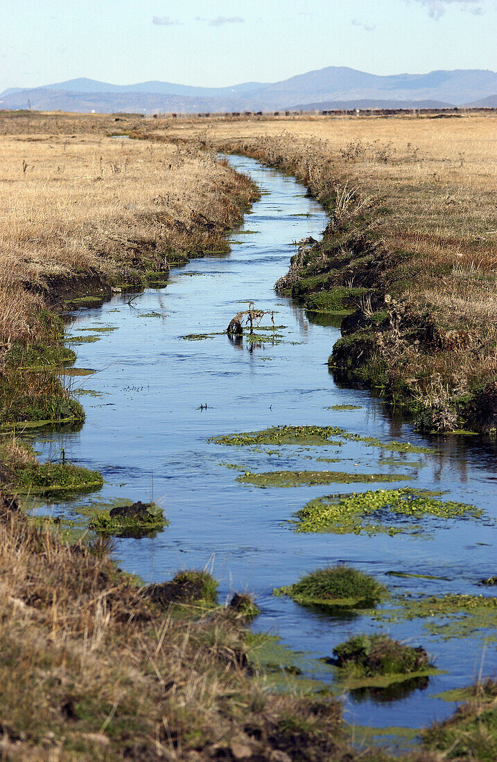 Irrigation canal, lower Lower Klamath National Wildlife Refuge. Oregon, USA