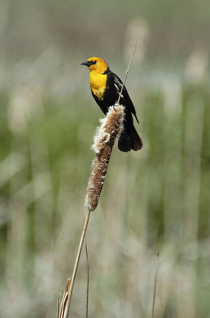 Yellow-headed Blackbird (Xanthocephalus xanthocephalus)