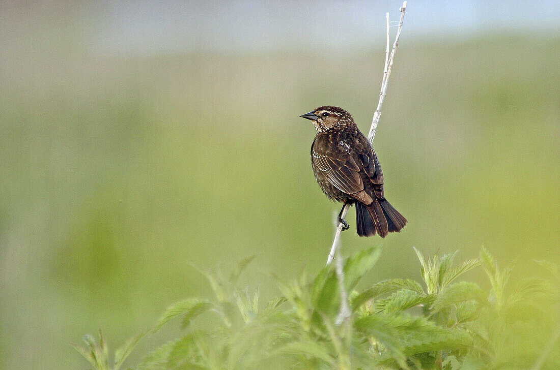 Song Sparrow (Melospiza melodia)