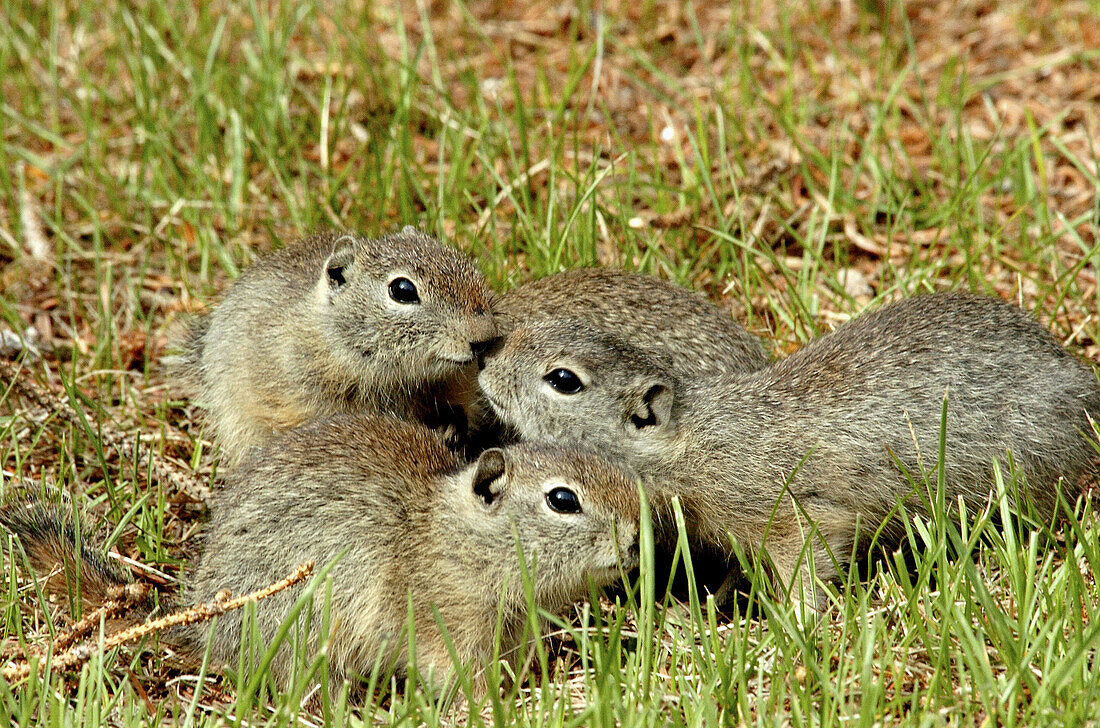 Beldings Ground Squirrel (Spermophilus beldingi)