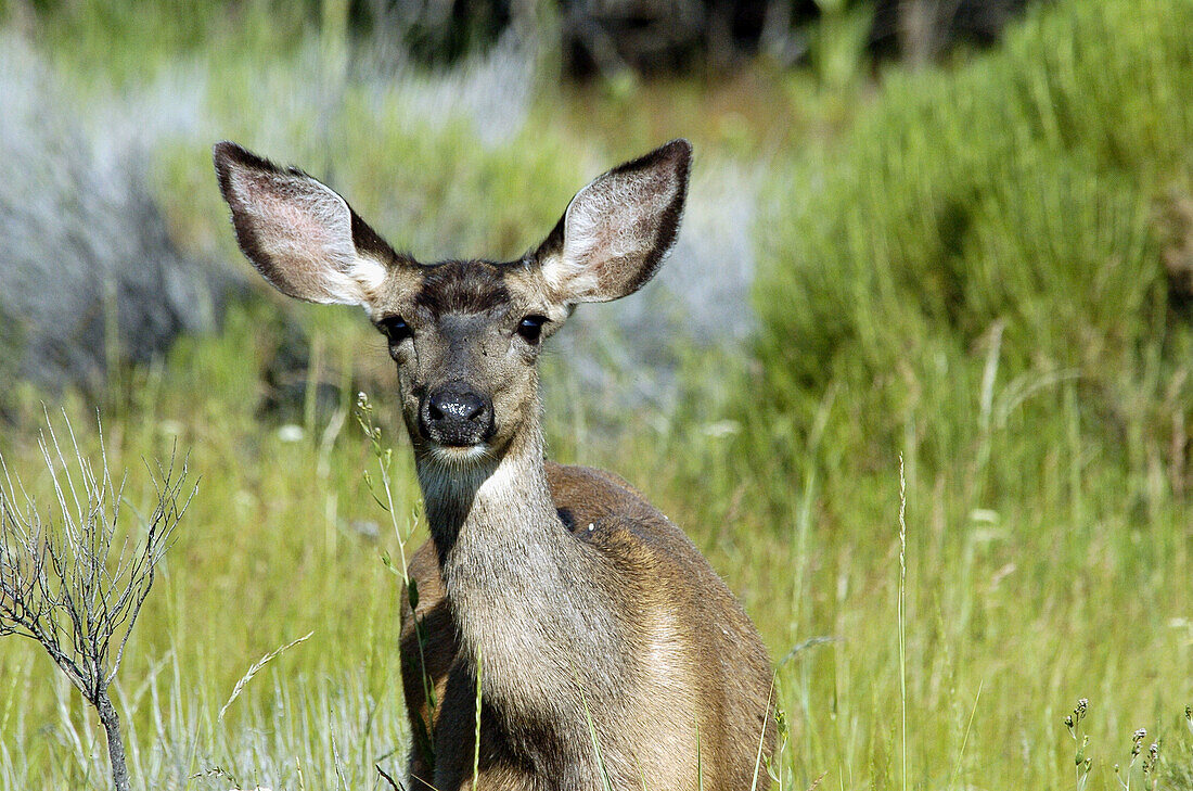 Black-tailed Deer (Odocoileus hemionus)