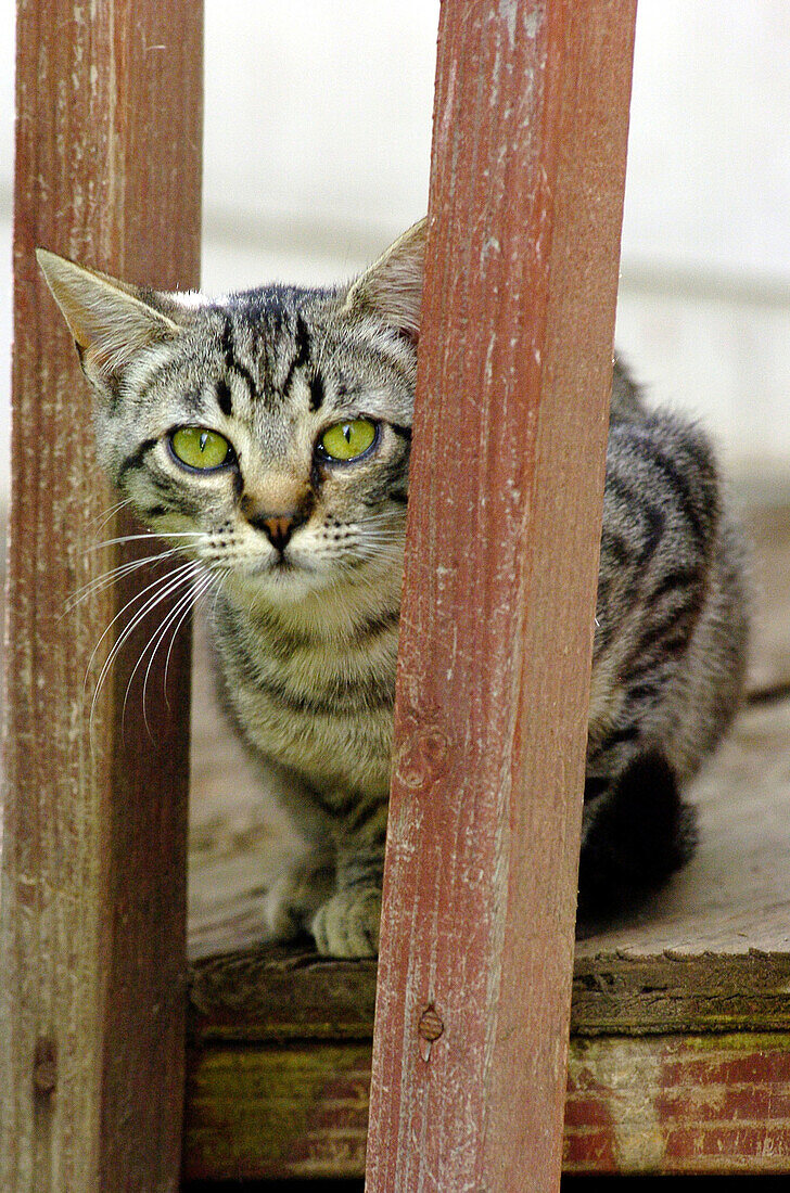 Green eyes stray cat