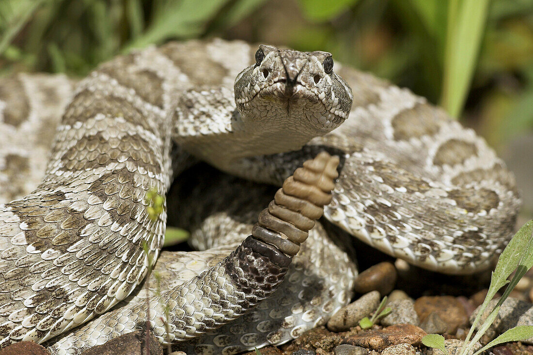 Prairie Rattlesnake (Crotalus viridis). Minnesota, USA