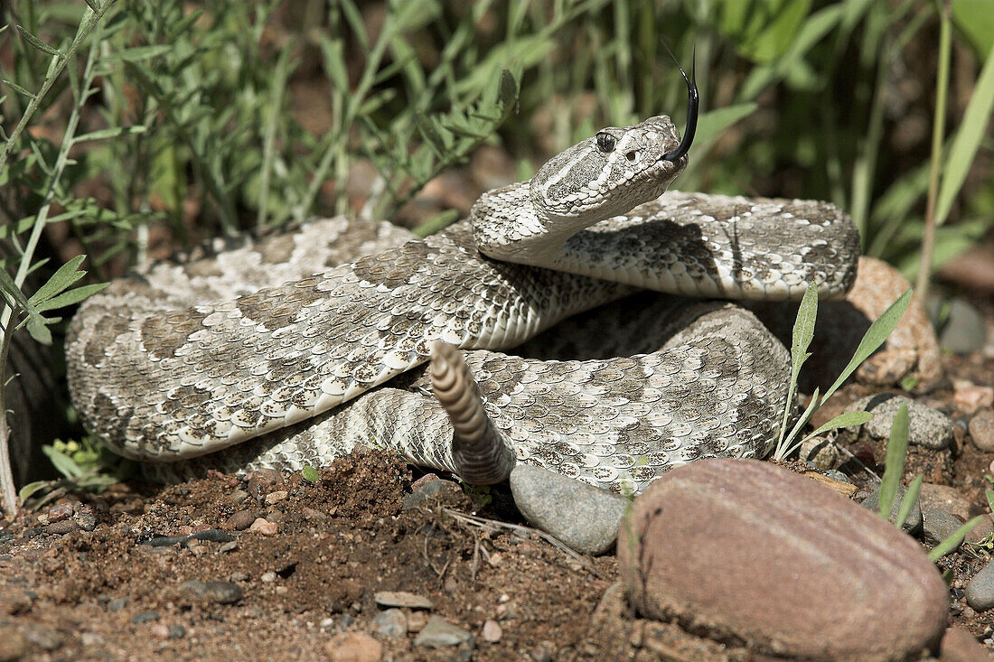 Prairie Rattlesnake (Crotalus viridis). Minnesota, USA