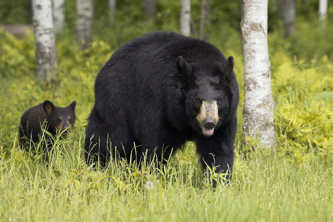 Black Bear (Ursus americanus) adult with cub. Minnesota, USA