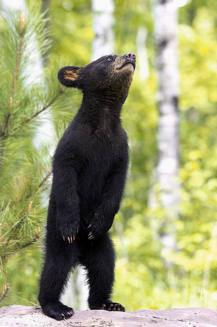 Black Bear (Ursus americanus) cub. Minnesota, USA