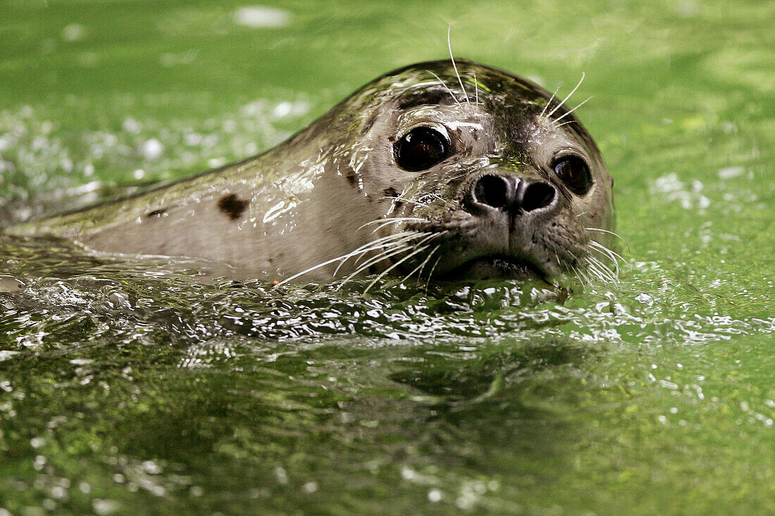Harbour Seal (Phoca vitulina), captive. Germany