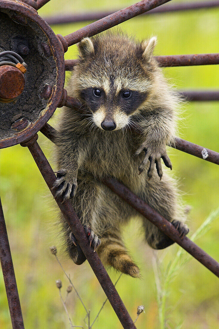 Raccoon (Procyon lotor) young. Minnesota, USA