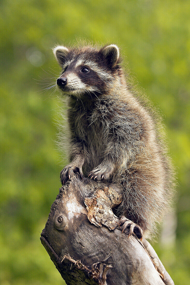 Raccoon (Procyon lotor) young. Minnesota, USA