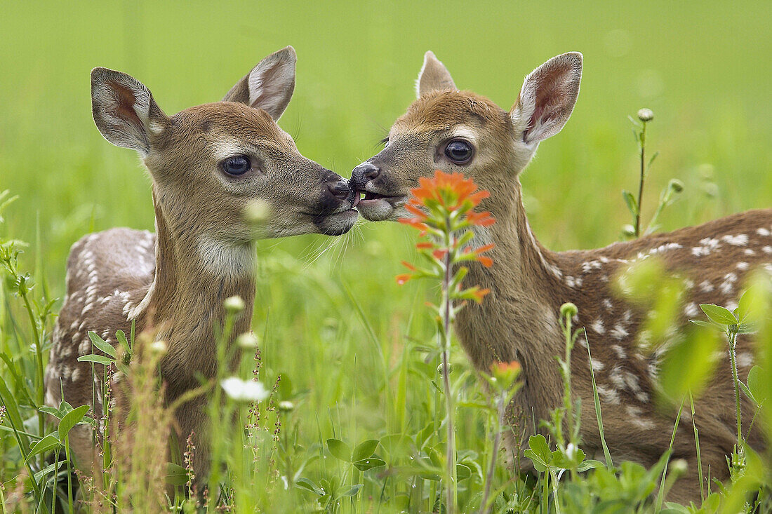 White-tailed Deer (Odocoileus virginianus). Minnesota, USA