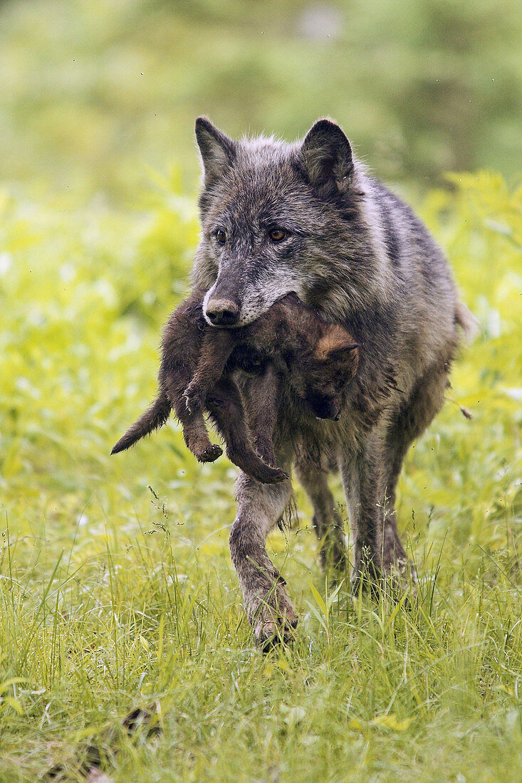 Wolf (Canis lupus), adult with young. Minnesota, USA