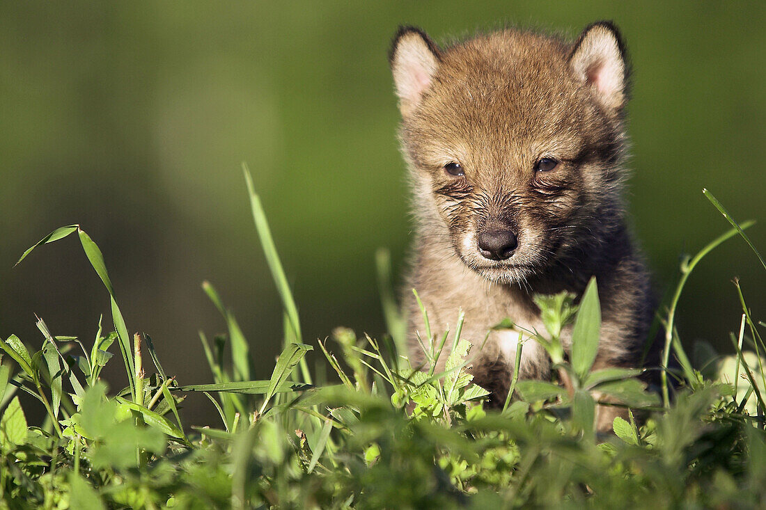 Wolf (Canis lupus) cub. Minnesota, USA