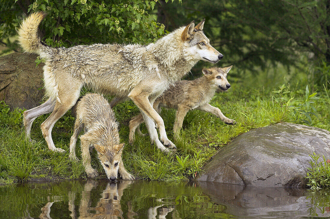 Wolf (Canis lupus). Minnesota, USA