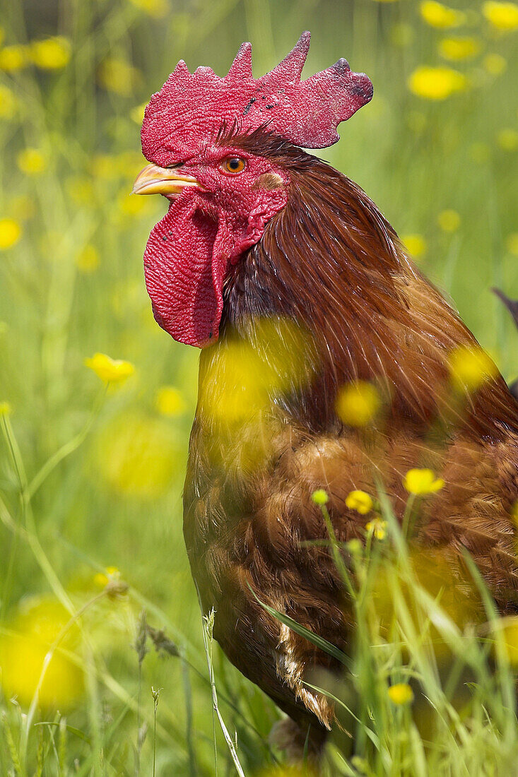 Domestic Fowl, rooster.