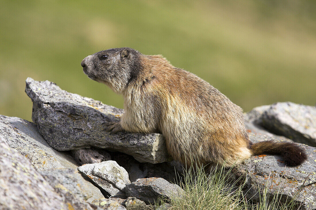 Marmoto marmota, Nationalpark Hohe Tauern. Austrian Alps.