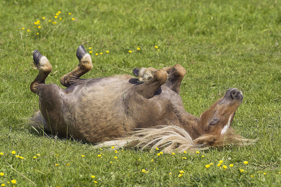 Shetland Pony, foal. Germany