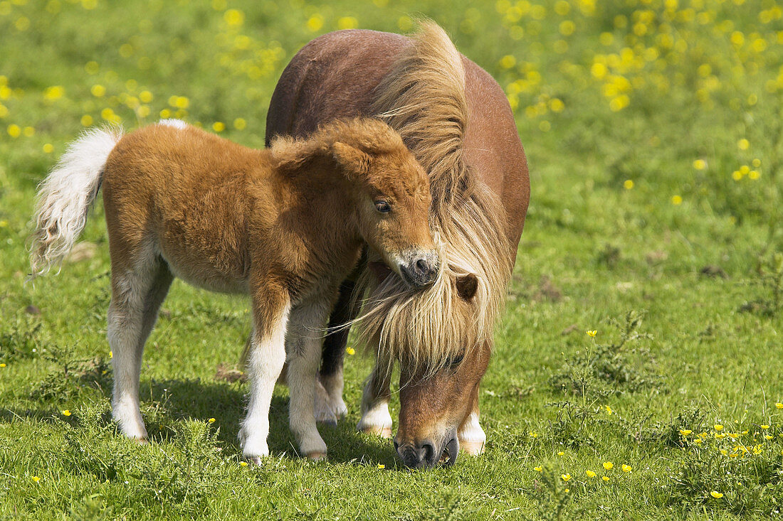 Shetland Pony, foal. Germany
