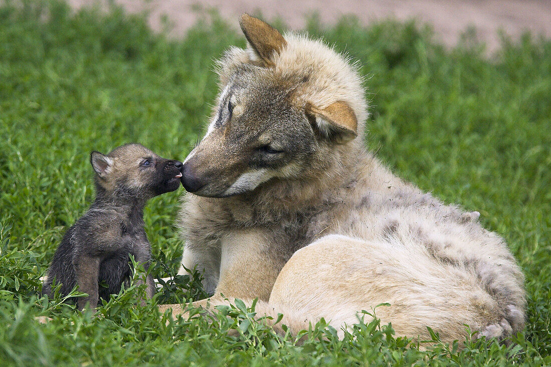 Wolf, Canis lupus, Cub Captive, Germany