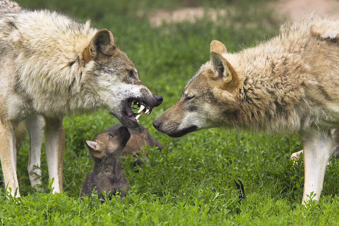 Wolf, Canis lupus, Cub Captive, Germany