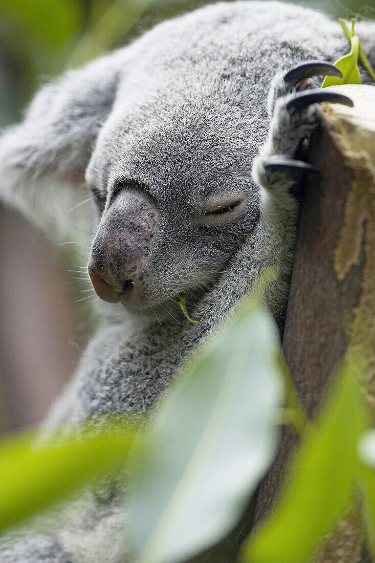 Koala (Phascolarctos cinereus) sleeping in eucalyptus tree, captive. Germany